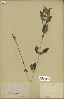 spécimen de Mentha canadensis