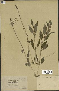 spécimen de Mentha canadensis