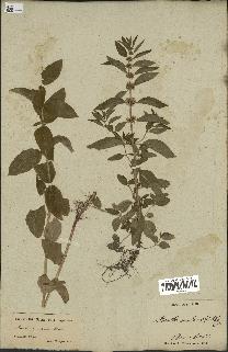 spécimen de Mentha canadensis