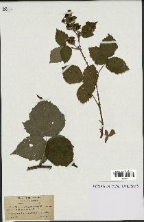 spécimen de Rubus pruinosus