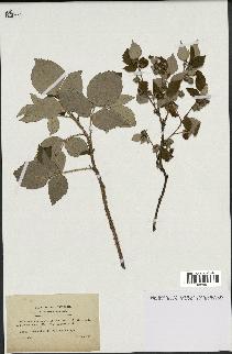 spécimen de Rubus idaeus