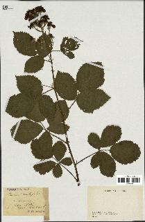 spécimen de Rubus corylifolius