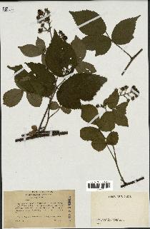 spécimen de Rubus hirtus