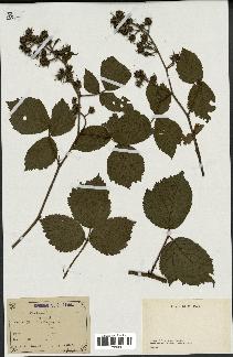 spécimen de Rubus hirtus