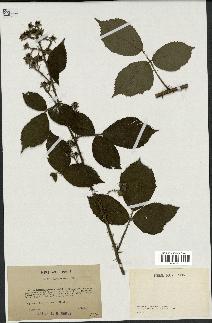 spécimen de Rubus subcanus