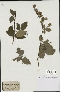 spécimen de Rubus tomentosus