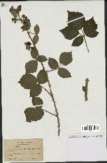 spécimen de Rubus horridus