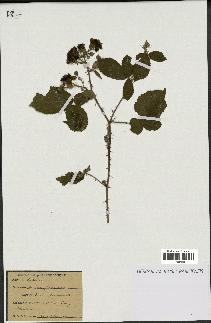 spécimen de Rubus fruticosus