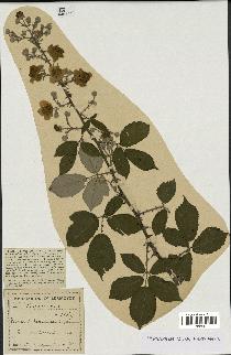 spécimen de Rubus villicaulis