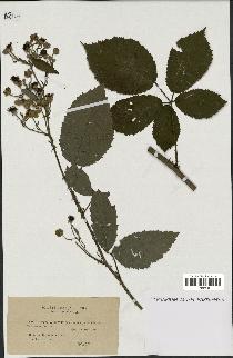 spécimen de Rubus candicans