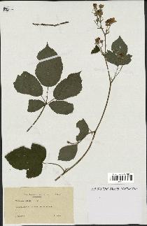 spécimen de Rubus apiculatus