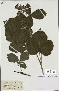 spécimen de Rubus tomentosus