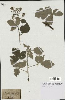 spécimen de Rubus tomentosus