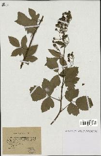 spécimen de Rubus tomentosus