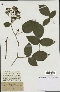 spécimen de Rubus rivularis