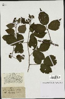 spécimen de Rubus erubescens