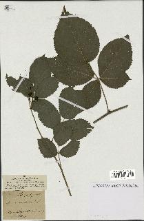 spécimen de Rubus umbrosus