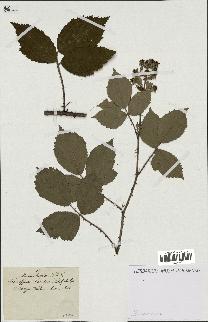 spécimen de Rubus hirtus