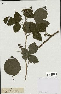 spécimen de Rubus dumetorum