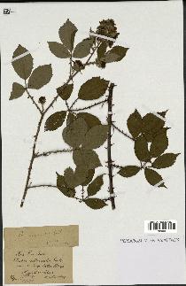 spécimen de Rubus villicaulis