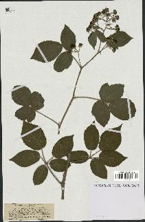 spécimen de Rubus pannosus