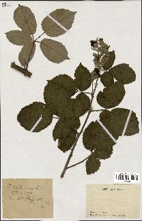 spécimen de Rubus lacertosus