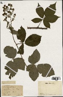 spécimen de Rubus pubescens