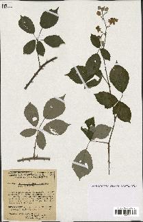 spécimen de Rubus ulmifolius