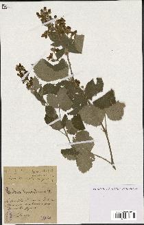 spécimen de Rubus tomentosus