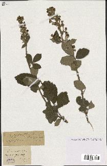 spécimen de Rubus tomentosus