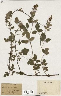 spécimen de Rubus tomentosus