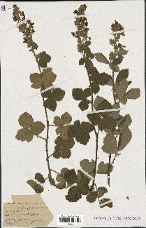 spécimen de Rubus tomentosus