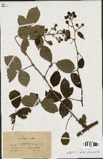 spécimen de Rubus tomentosus