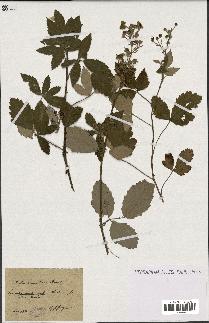 spécimen de Rubus tomentosus