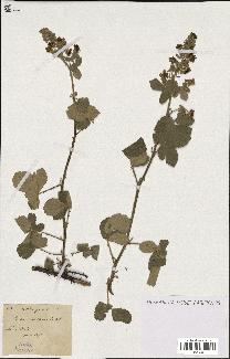 spécimen de Rubus tomentosus