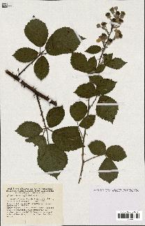 spécimen de Rubus caflischii