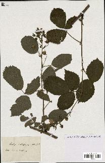 spécimen de Rubus fruticosus