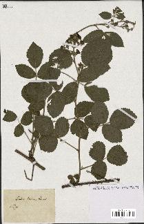 spécimen de Rubus hirtus