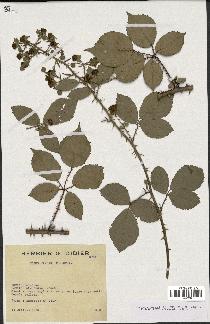 spécimen de Rubus winteri