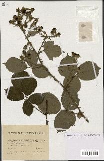 spécimen de Rubus vulnerificus