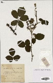 spécimen de Rubus vulnerificus