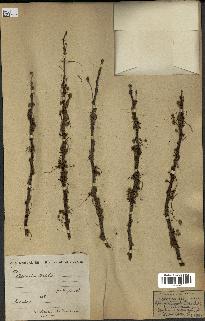 spécimen de Acacia tortilis