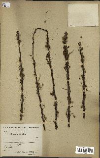 spécimen de Acacia tortilis