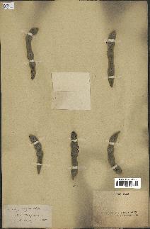 spécimen de Acacia gummifera