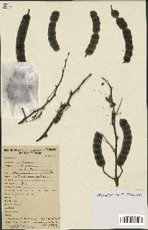 spécimen de Acacia nilotica
