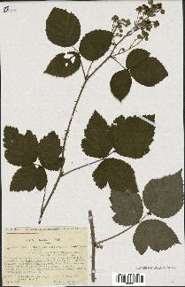 spécimen de Rubus macropetalus