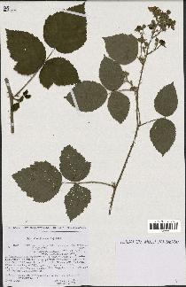 spécimen de Rubus macropetalus