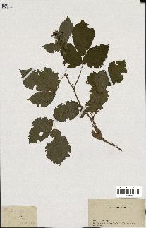 spécimen de Rubus sp.