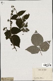 spécimen de Rubus sp.