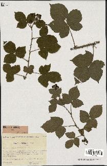 spécimen de Rubus caesius